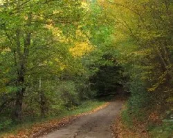 Caminos de otoño