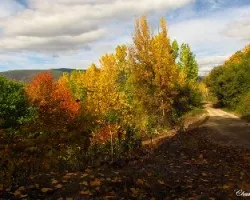 caminos de otoño