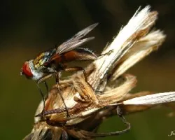 Mosca