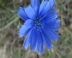 Cichorium intybus