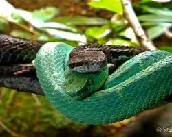 Cerrophidion godmani