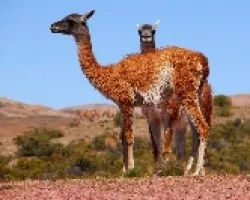 Guanaco