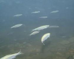 Consumida