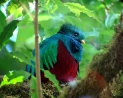 Pharomachrus Mocinno