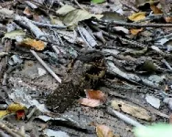 Nyctidromus albicollis