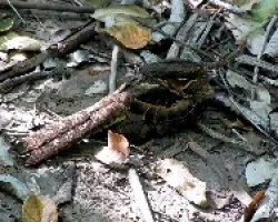 Nyctidromus albicollis