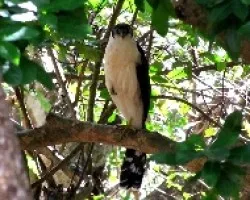 Micrastur semitorquatus