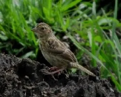 Ammodramus savannarum