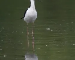 Himantopus mexicanus