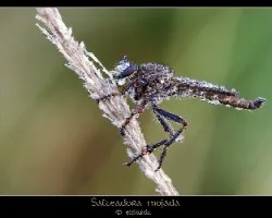 Mosca salteadora mojada...