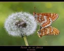 Euphydryas aurinia