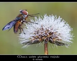 Mosca