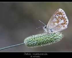 Aricia morronensis