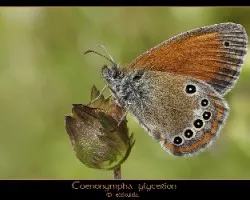 Coenonympha glycerion