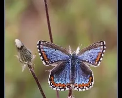 Polyommatus bellargus f.ceronus