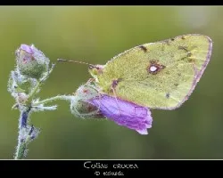 Colias crocea