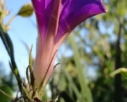 Ipomoea purpurea
