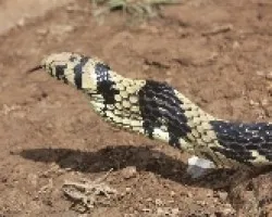 Spilotes pullatus