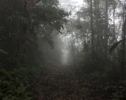 Bosque nuboso