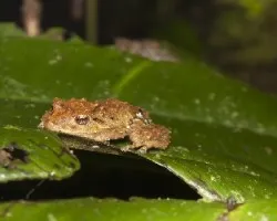 Pristimantis sp.