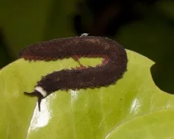 Peripatus sp.