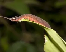 Peripatus sp.