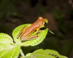 Hylomantis lemur