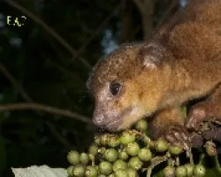 Potos flavus