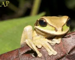 Smilisca phaeota