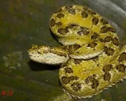 Bothriechis schlegelii