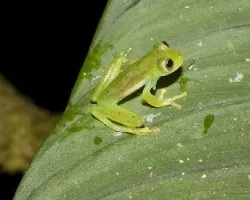 Centrolenella prosoblepon