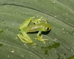 Centrolenella prosoblepon