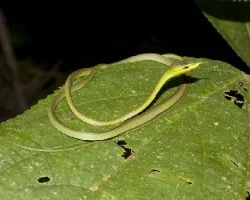 Oxybelis brevirostris