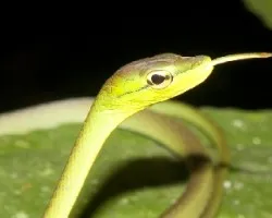 Oxybelis brevirostris
