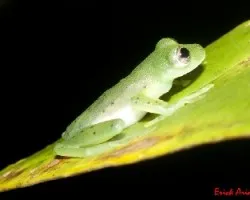 Centrolenella prosoblepon