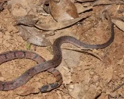 Ninia maculata