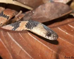 Ninia maculata