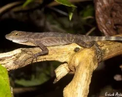 Norops aquaticus