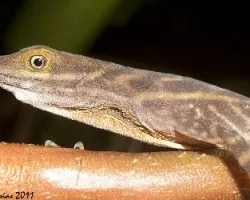 Norops aquaticus