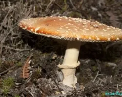 Lentinula aciculospora