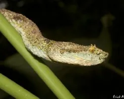 Bothriechis supraciliaris