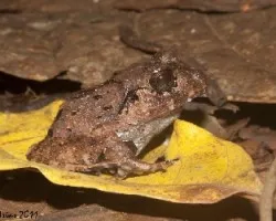 Craugastor rugosus