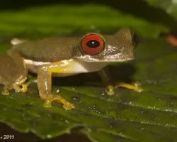 Duellmanohyla rufioculis