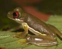 Duellmanohyla rufioculis
