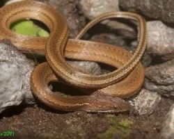 Coniophanes fissidens