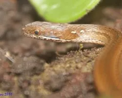 Coniophanes fissidens