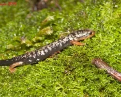 Bolitoglossa pesrubra