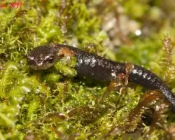 Bolitoglossa pesrubra