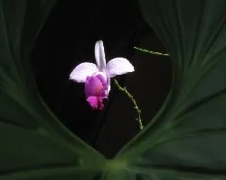 Flor