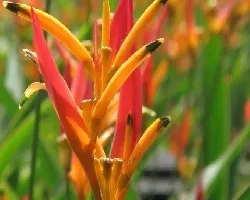 Flor